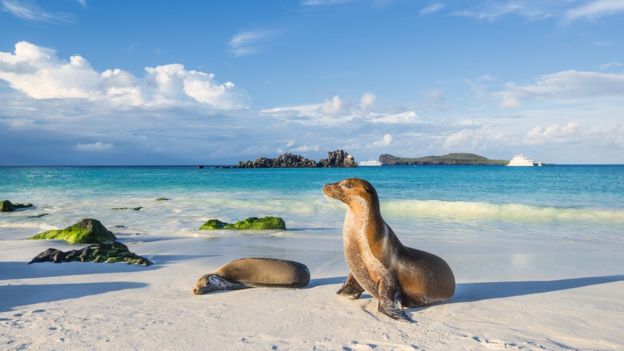 Las islas Galápagos se hicieron famosas gracias a Charles Darwin y su teoría de la evolución, pero a la vez son un gran destino turístico.