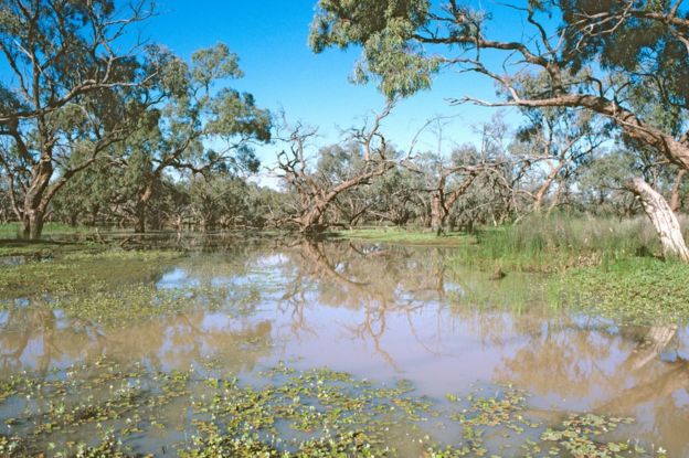 Nardoo flotando en un lago en Australia
