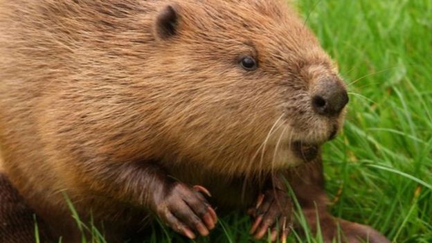 Trentham Estate wants large beaver enclosure - BBC News