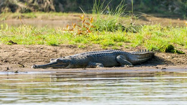 New hope for endangered reptile as 100 baby crocs found in Nepal - BBC ...