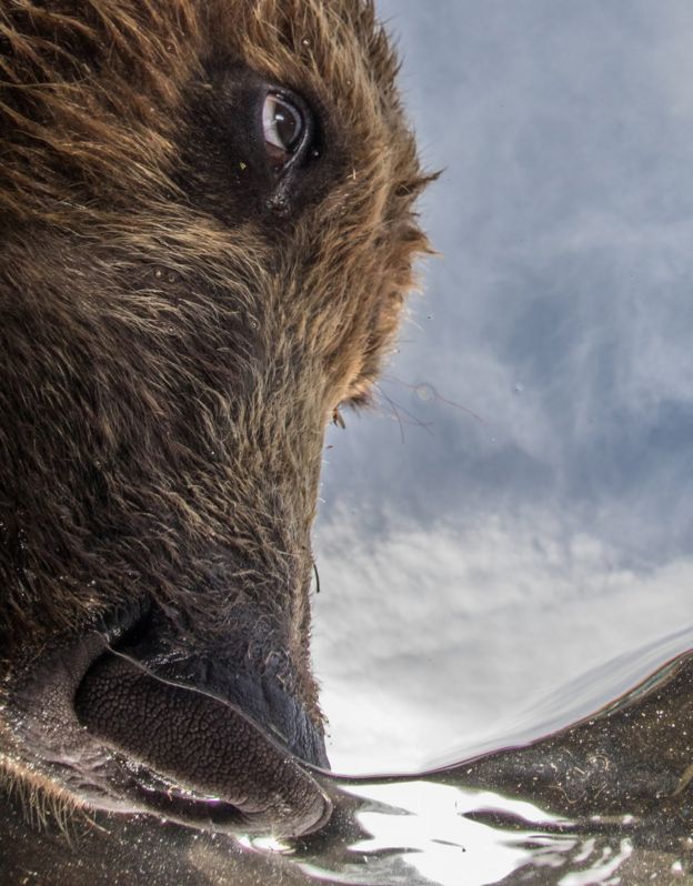 The Winners Of Underwater Photographer Of The Year 2018 - BBC News