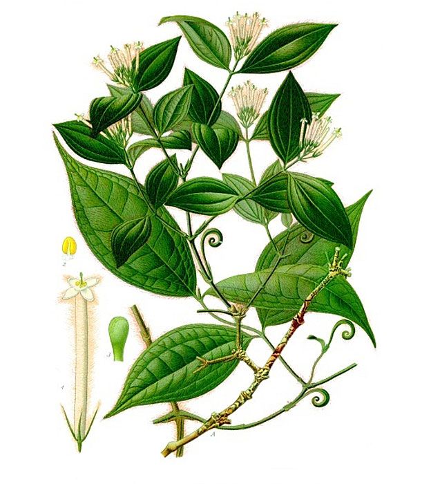 strychnos toxifera