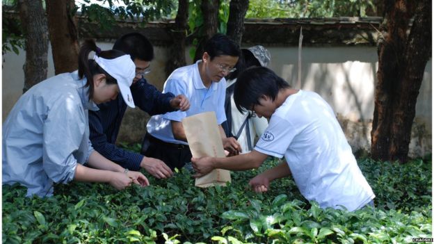 Researchers collect leaves for analysis