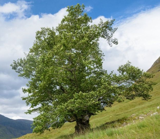 Scotland's tree of the year finalists revealed BBC News