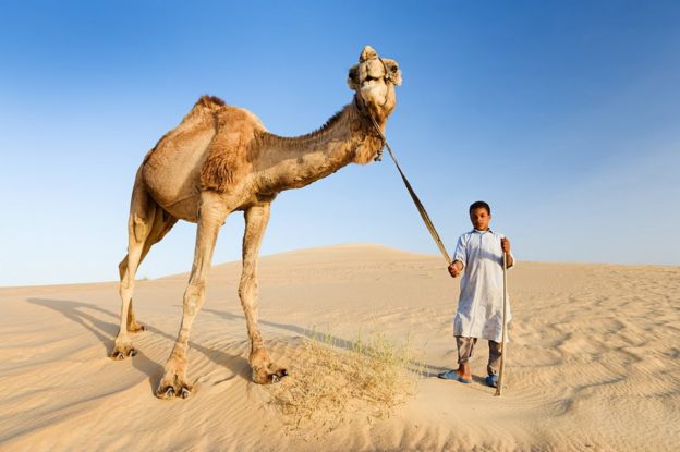 Beduino con un camello en la parte occidental del desierto del Sahara en Egipto.
