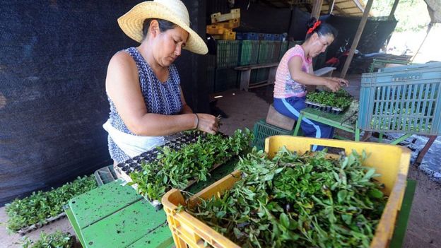 Produção de estévia