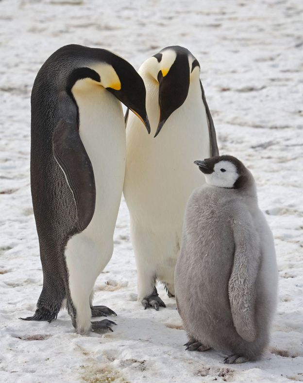 Casal e filhote de pinguins-imperadores