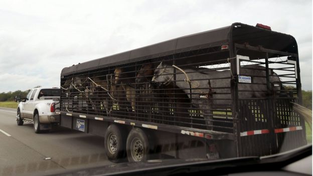 Horses are evacuated in San Antonio