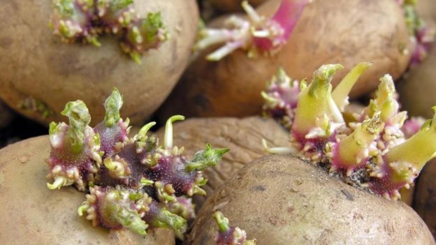 Dikkat! Bu patates ölüme neden oluyor. ile ilgili görsel sonucu
