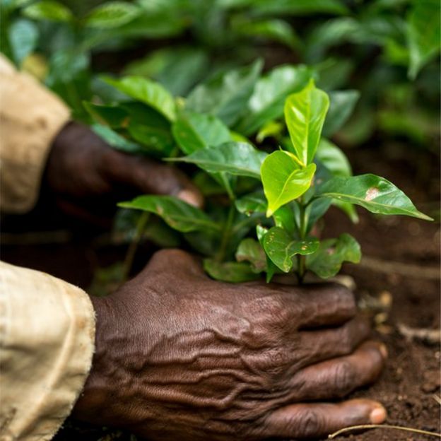 Mudas de cafÃ© arÃ¡bica crescendo na EtiÃ³pia: