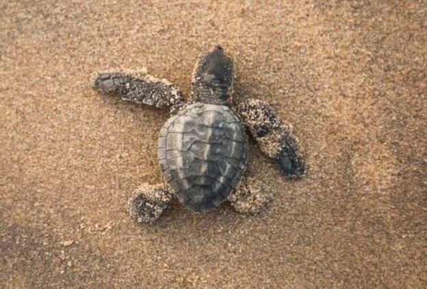 An Olive Ridley hatchling makes it way to the sea