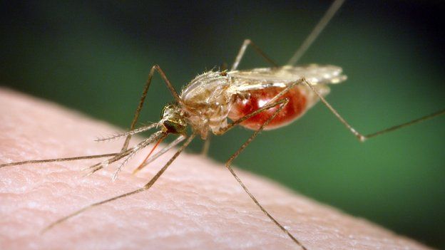 Mosquito feeding on a human