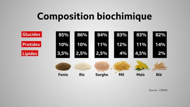La composition du fonio est identique à celle du riz, du sorgho et d'autres céréales, en termes de glucides, de protides et de lipides.