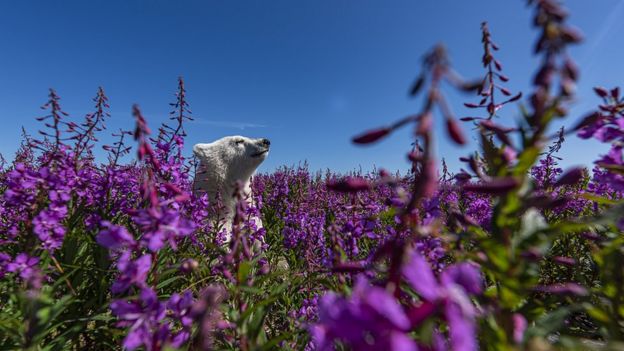 Wildlife Photographer Of The Year: Snow Leopard Picture Wins Top Prize ...