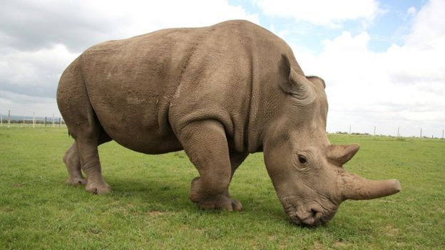 Fatu - hembra de la especie rinoceronte blanco del norte