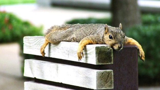 Squirrel having a rest