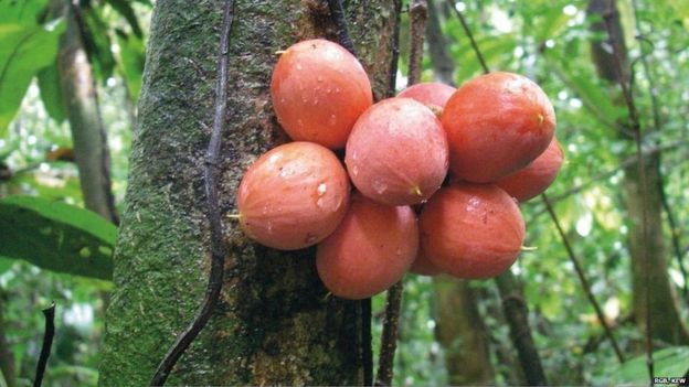 Treasure trove of new plant discoveries revealed - BBC News