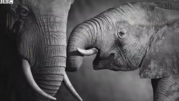 'விளையாடுங்கள், வேட்டையாடாதீர்கள்' - யானை குறித்து 11 சுவாரஸ்ய தகவல்கள்