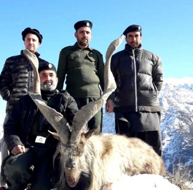 مارخور، آئی بیکس، اڑیال، بلیو شیپ، چترال، ٹرافی ہنٹنگ، گلگت بلتستان، پاکستان