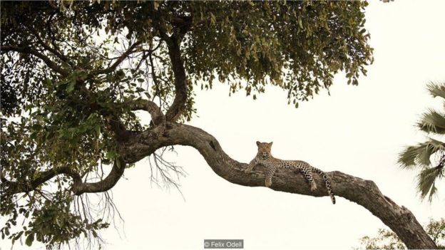 leopardo