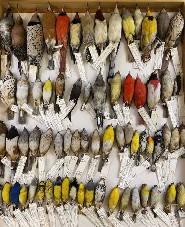A drawer with four rows of bird specimens of various sizes and colours