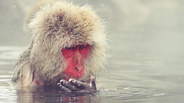 Un primate en el agua
