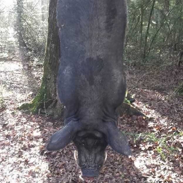 Alabama man shoots huge wild boar in his front garden - BBC News