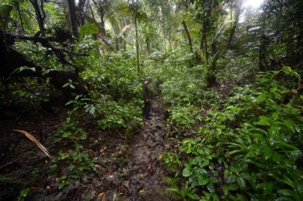 Nasib Badak Jawa Bercula Satu Menghadapi Ancaman Gunung Anak