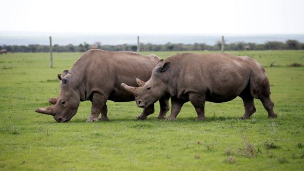 Rinocerontes blanco hembra.