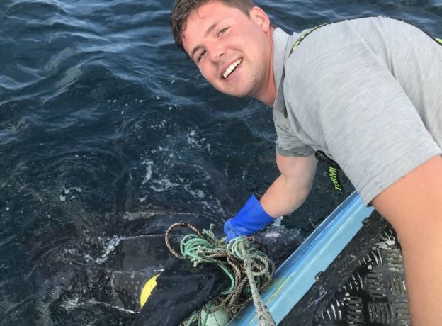 Leatherback turtle entangled in fishing gear freed - BBC News