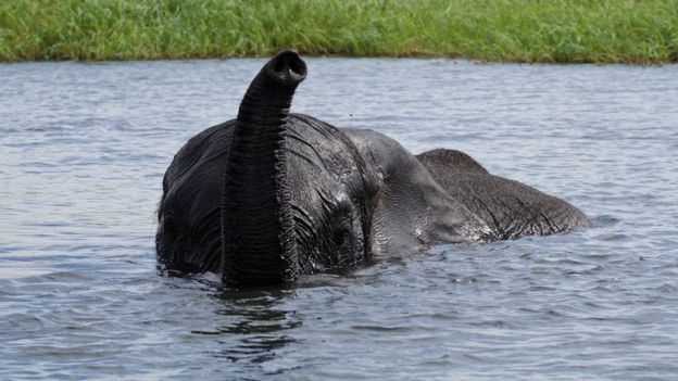 Elefante haciendo snorkel