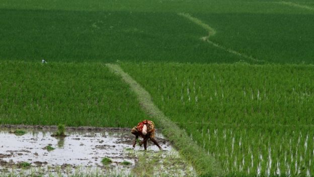 Muchas de las mujeres que se suicidan utilizan pesticidas. Foto: Getty Images