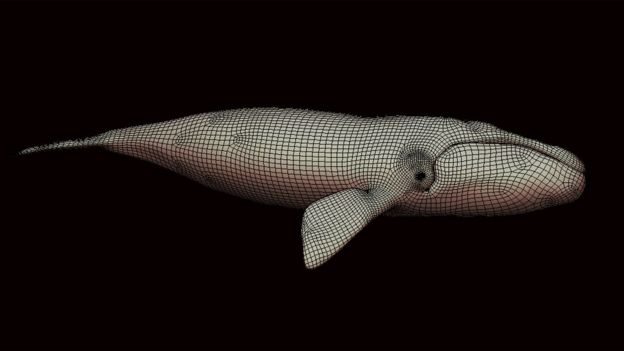 Modelo digital en 3D de una ballena