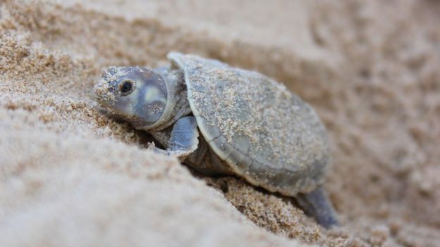 Filhote de tartaruga-da-amazônia, a 'Podocnemis expansa'