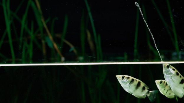 لماذا لا تستحق الأسماك أن توصم بضعف الذاكرة؟