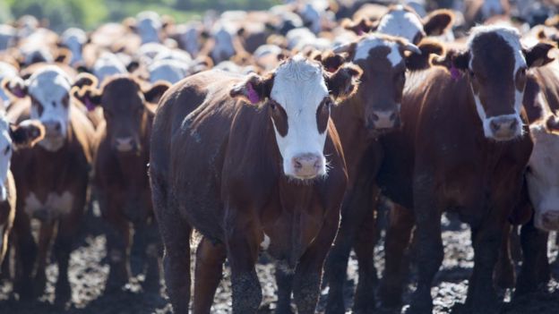 Granja de ganadería intensiva en Uruguay