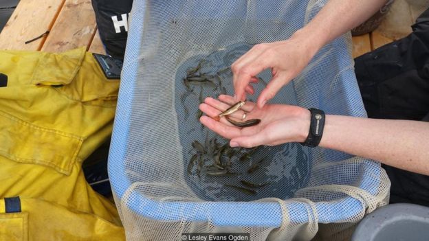 Biólogos examinam os peixes que vivem no lago