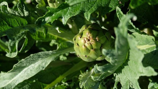 Alcachofas de huerta.