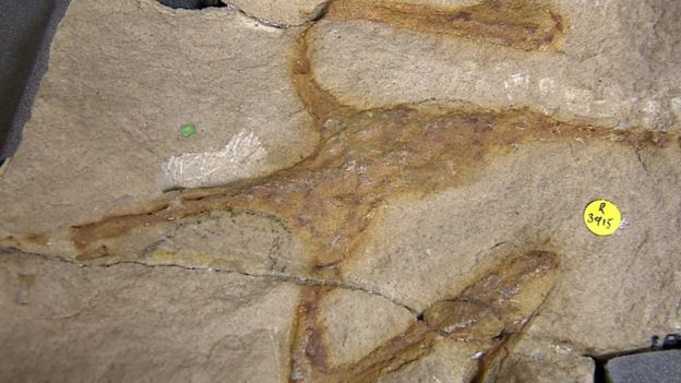 İskoçya'nın Lossiemouth şehrinde bulunan Saltopus fosili bir kedi ile hemen hemen aynı boyutta