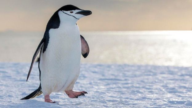 சின்ஸ்ட்ராப் பென்குயின்