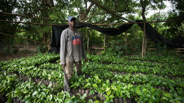 Un productor de granos de café en Ghana