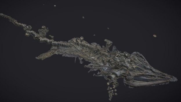 Rutland Sea Dragon How Remarkable Ichthyosaur Fossil Was Protected rutland-sea-dragon-how-remarkable-ichthyosaur-fossil-was-protected