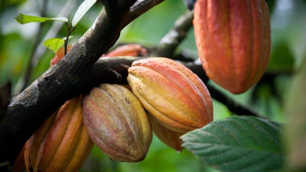 vegan, diet vegan, makanan sehat, makan sehat