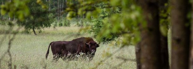 European bison (wisent), the symbol of Bialowieza forest, is pictured in Bialowieza Forest, near Bialowieza