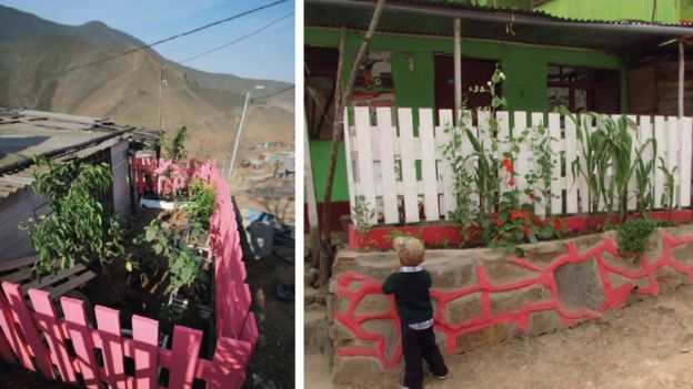 Jardines saludables en la Comunidad de Eliseo Collazos en Lima