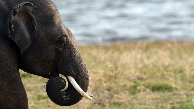 'விளையாடுங்கள், வேட்டையாடாதீர்கள்' - யானை குறித்து 11 சுவாரஸ்ய தகவல்கள்