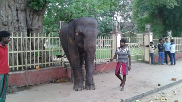 இலங்கையில் யானை - மனித மோதல்கள்