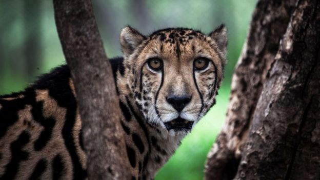 A cheetah looks directly at the camera from between two branches