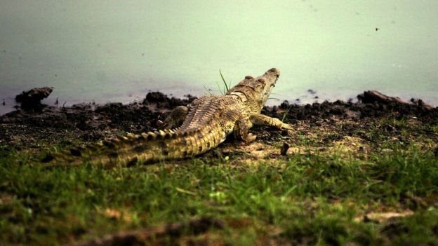 Crocodile at the Rufiji River