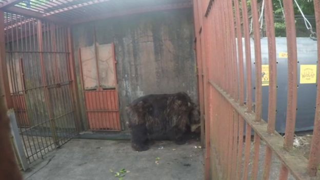 rescued brown bear put to sleep at yorkshire wildlife park bbc news